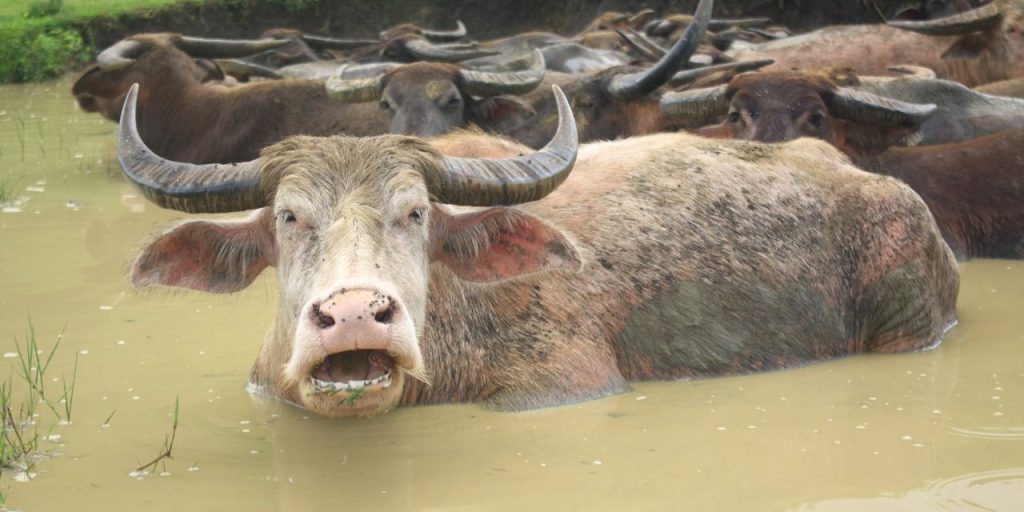 The backdrop for stocks is as muddy as ever — and that’s great news, says this banking giant
