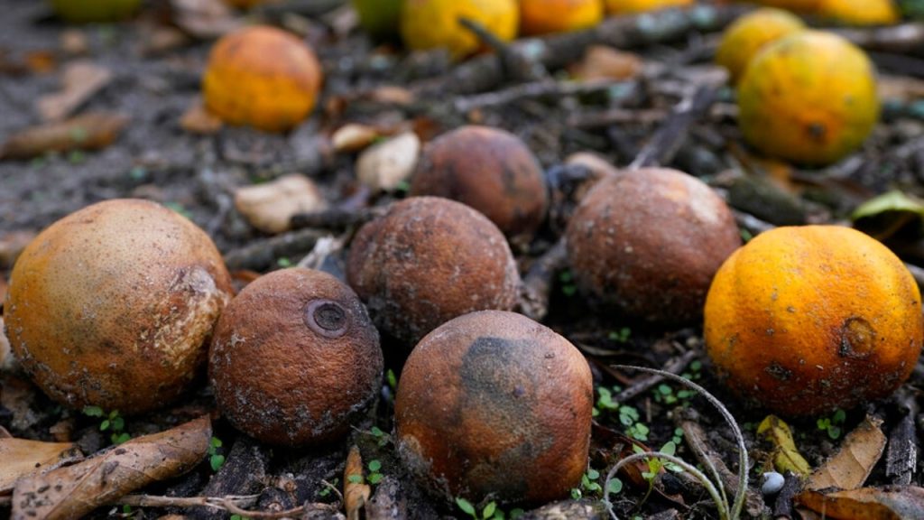 Florida orange producers record worst year since 1930s