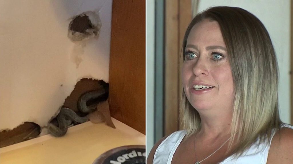 Colorado homebuyer discovers snakes in walls as she moves in: ‘I’m petrified’