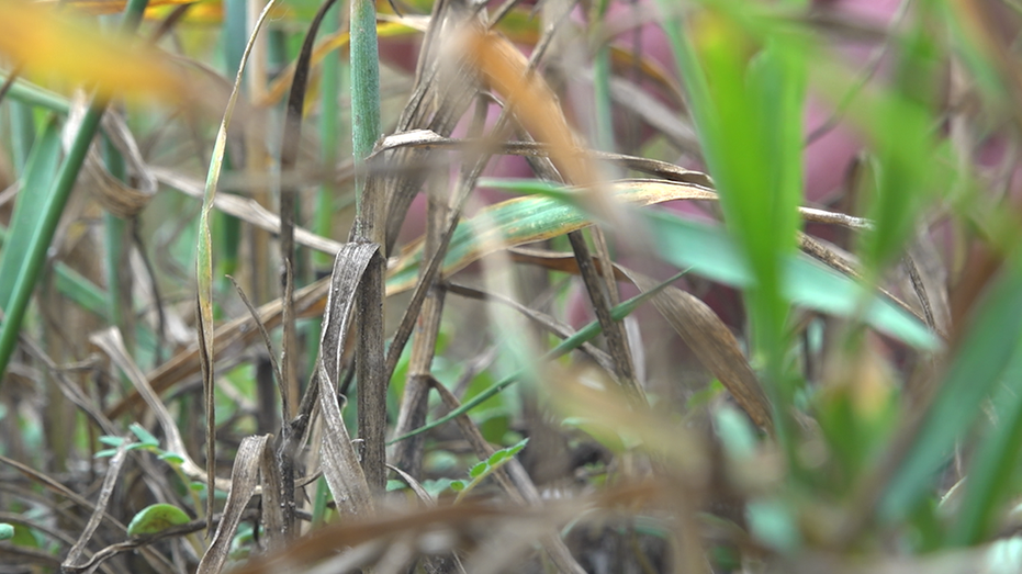 Dead wheat