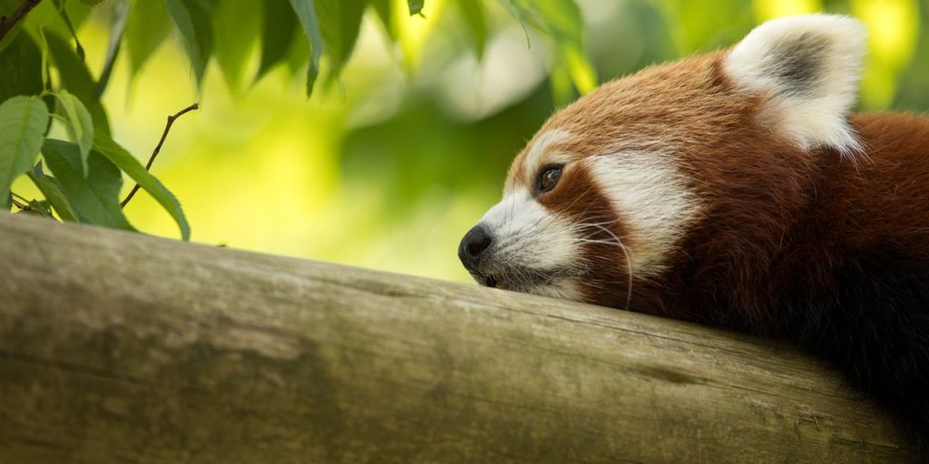 Wall Street’s leading bear is doubting himself, a little. Here’s what is worrying Morgan Stanley’s Mike Wilson now