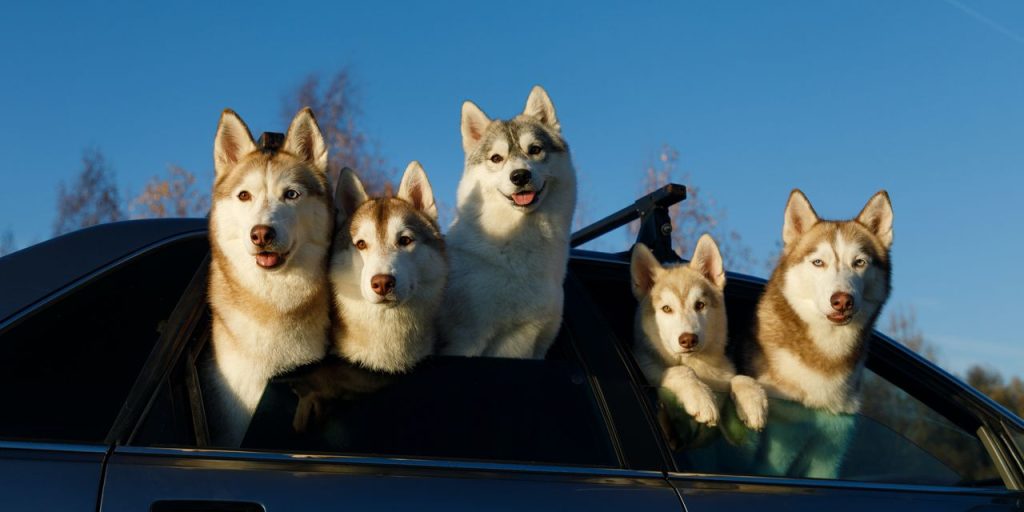 The 10 best new cars for dog lovers