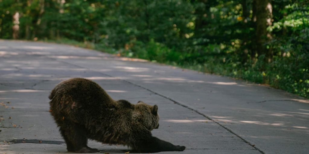 As Magnificent Seven stocks set records, bond spreads widened this week in a sign of fatigue